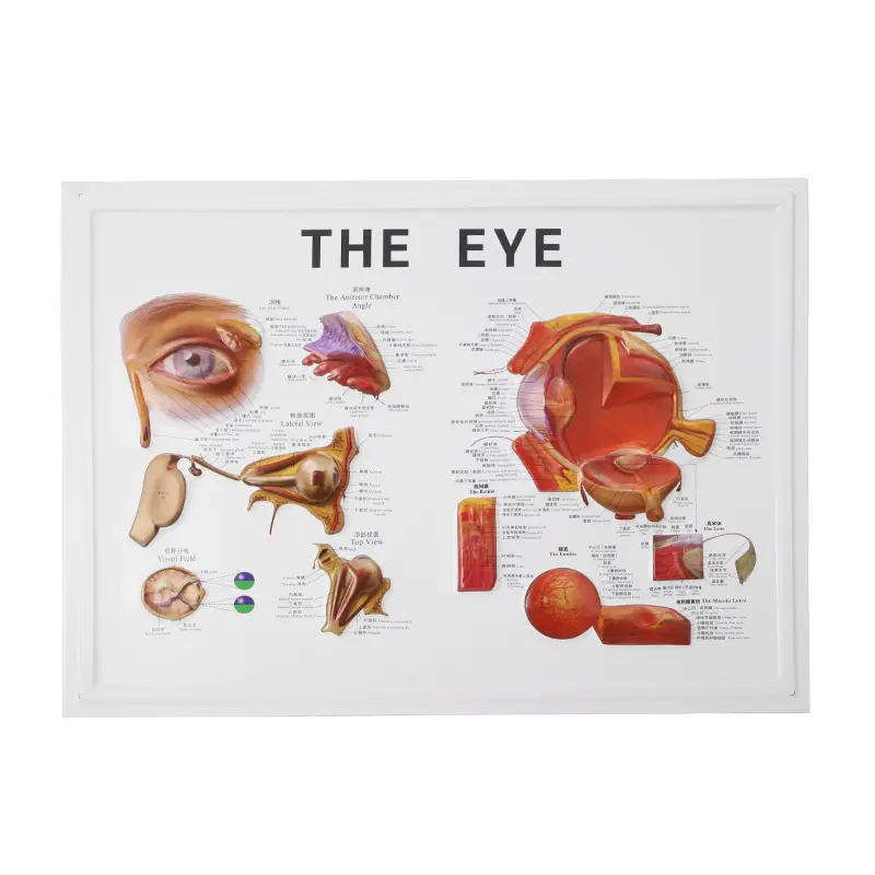 DanYang ZhiHe Launches 3D Eyeball Anatomy Chart for Eyecare